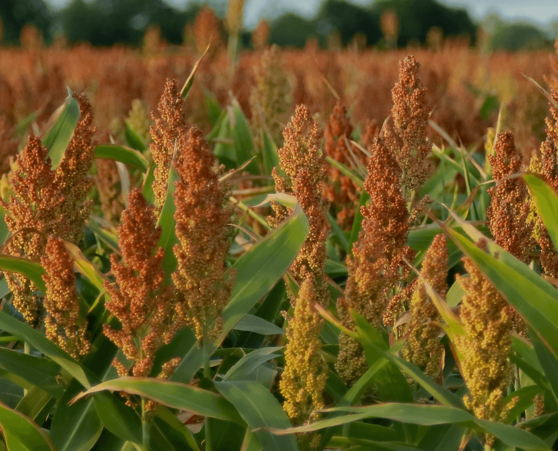 Sorgo