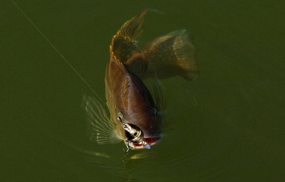 PEIXES NÃO SENTEM DOR - SAIBA POR QUÊ
